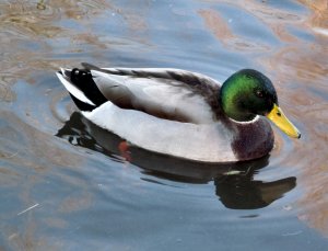 A Mallard Duck cruising the pond in Swan Lane Open Space...