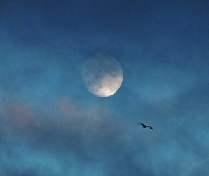 Moon and bird...