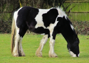 Piebald horse, grazing in a field off Cartwright Drive, Titchfield...