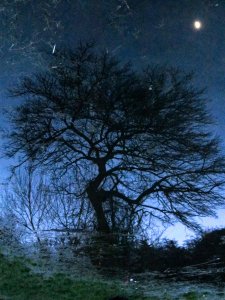 (Inverted) tree and moon reflected in the pond in Swan Lane Open Space, Whetstone...