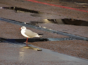 Seagull among puddles, at Town Quay...