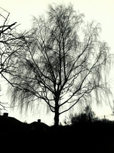 A silhouetted tree, in Titchfield Park Road, at lunchtime today...
